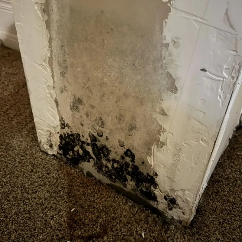 Professional Mold Removal in Petersburg, TX